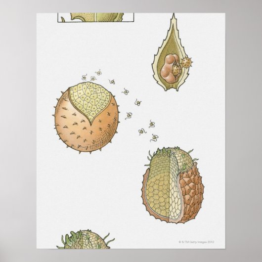 セラギネラ菌のライフサイクルのイラストレーション ポスター (正面)