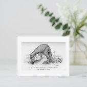 セラトサウルス絵葉書 ポストカード (スタンド正面)