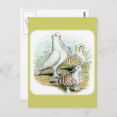 セラピムピジョン ポストカード (正面/裏面)