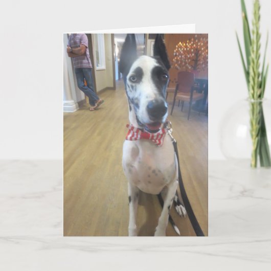 セラピーが後をつけるDozerによる挨拶状 カード (正面)