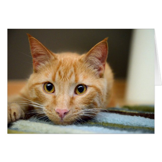 セラピー猫はむだ口をききます (正面横)