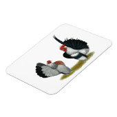 セラマバンタムス マグネット (左側)