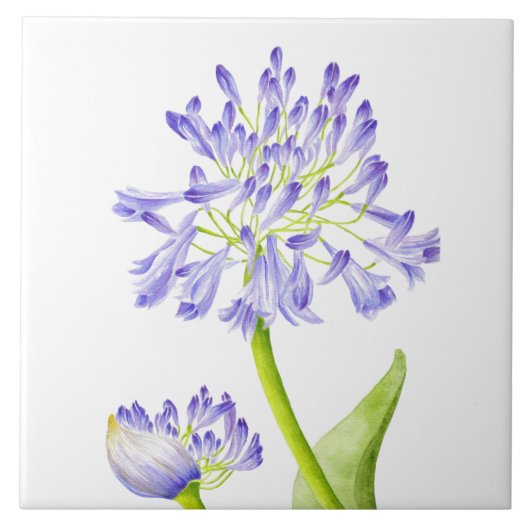 セラミックのタイル上のナイルのユリ タイル (正面)