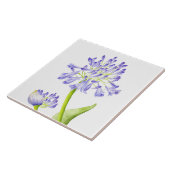 セラミックのタイル上のナイルのユリ タイル (側面)