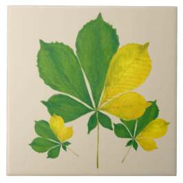 セラミックのタイル(I)の'Rand de Basanti' タイル