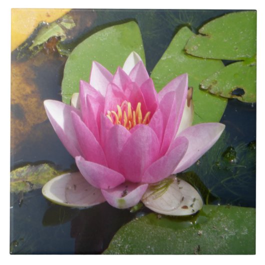 セラミックタイルの上のピンクのスイレンの終わり タイル (正面)