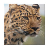 セラミックタイルヒョウ タイル (正面)