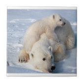 セラミックタイル極熊 タイル (正面)