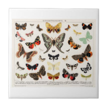 セラミックタイル：アンティーク蝶モスリトグラフ