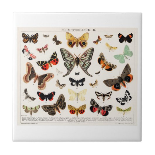セラミックタイル：アンティーク蝶モスリトグラフ タイル (正面)