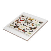 セラミックタイル：アンティーク蝶モスリトグラフ タイル (側面)