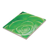 セラミックタイル-咲く緑のSucculent タイル (側面)