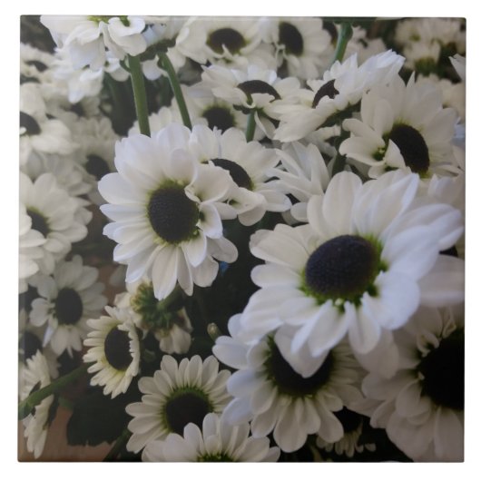 セラミックタイル – 白黒デイジー (正面)