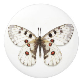 セラミックノブ – 白、茶色、オレンジ