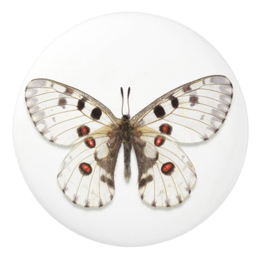 セラミックノブ – 白、茶色、オレンジ (正面)