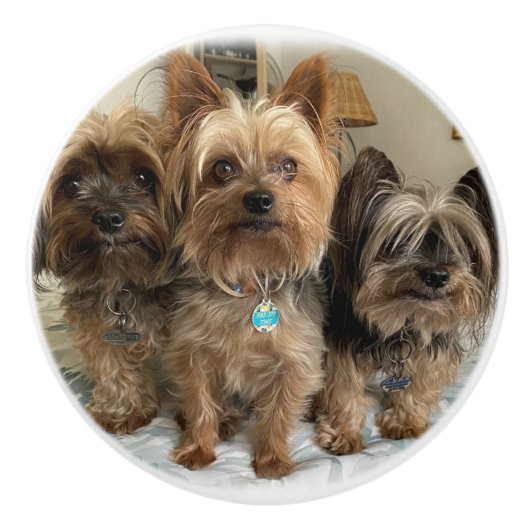 セラミックプル セラミックノブ (正面)