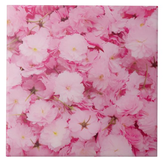 セラミック タイル ピンク 桜の花 植物園 (正面)