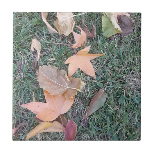 セラミッ葉クタイル タイル (正面)