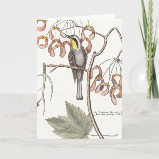 セリグマン – ケーツビー カード (正面)