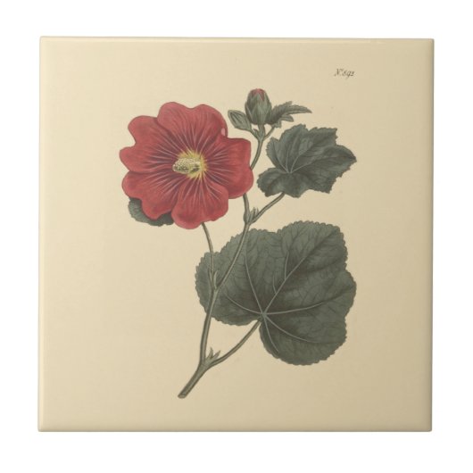 セリンガパタナム タチアオイの植物画 タイル (正面)