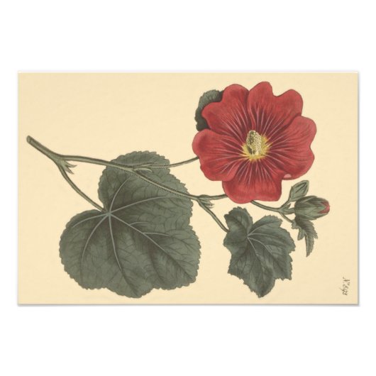 セリンガパタナム タチアオイの植物画 フォトプリント            (正面)