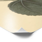 セリンガパタムホリホックボタニカルイラストレーション フォトプリント            (角)