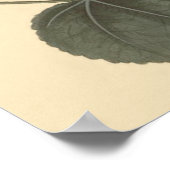 セリンガパタムホリホックボタニカルイラストレーション ポスター (角)