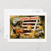 セルデンのおもしろい農場、春チキン遊2 ポストカード (正面/裏面)