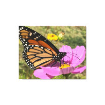 セルデンバタフライ2025