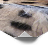 セルバル猫 ポスター (角)