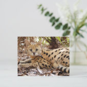 セルバル025 ポストカード (スタンド正面)