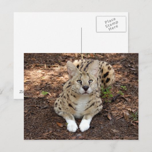 セルバル028 ポストカード (正面/裏面)