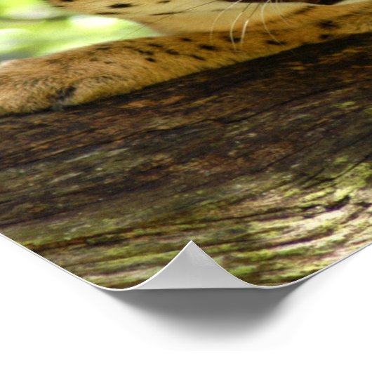 セルバル035 ポスター (角)