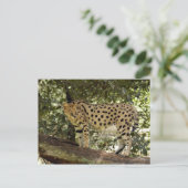 セルバル039 ポストカード (スタンド正面)