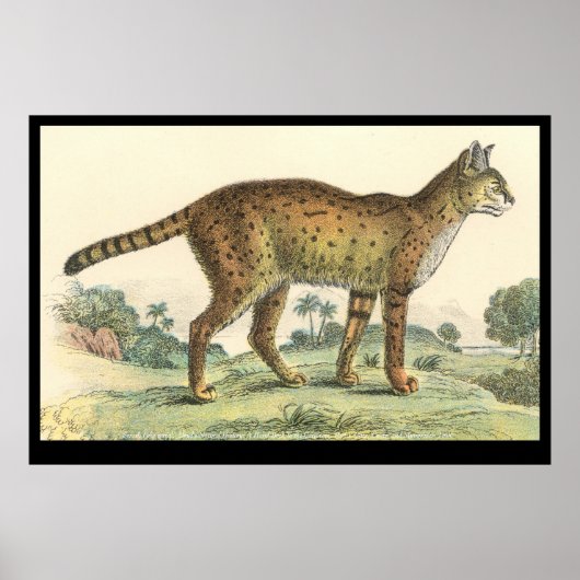 セルバル ポスター (正面)