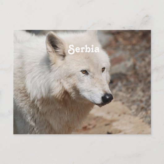 セルビア人狼 ポストカード (正面)