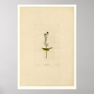 セルビーズフライキャッチャー ポスター