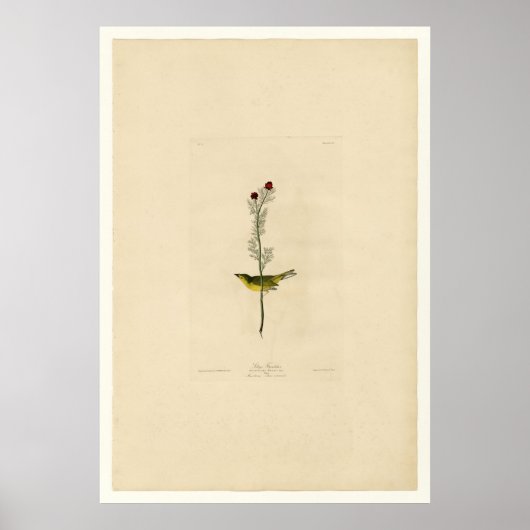 セルビーズフライキャッチャー ポスター (正面)