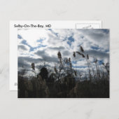 セルビー・オン・ザ・ベイ・ポストカード ポストカード (正面/裏面)