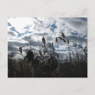 セルビー・オン・ザ・ベイ・ポストカード ポストカード