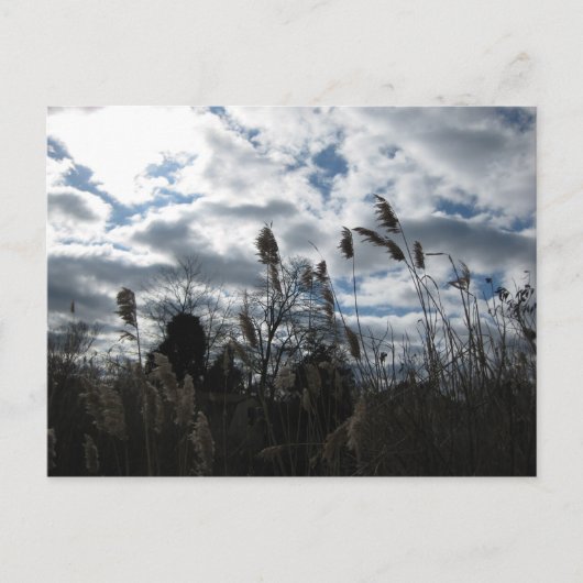 セルビー・オン・ザ・ベイ・ポストカード ポストカード (正面)