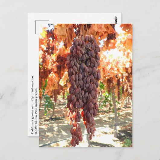 セルマピートDOVレーズンブドウ ポストカード (正面/裏面)