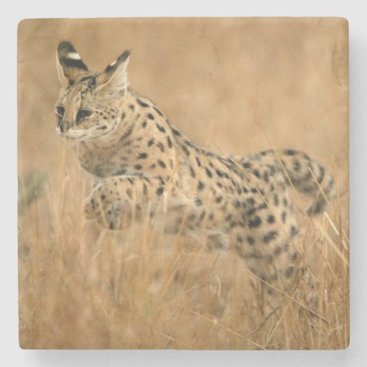 セルヴァル(Leptailurus Serval)ジャンプ ストーンコースター (正面)