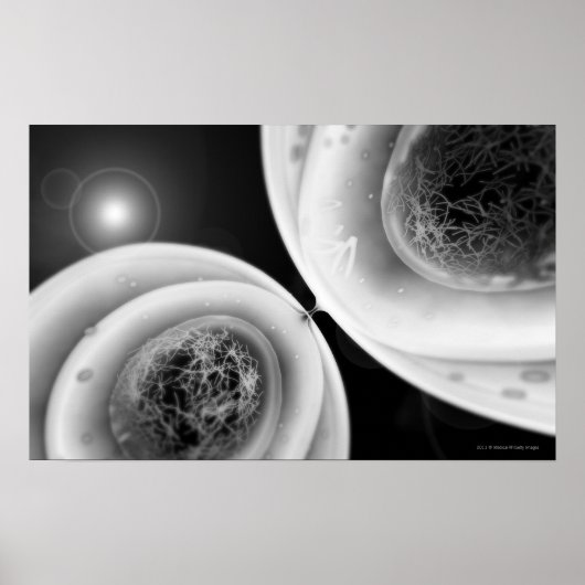 セル分割を見る ポスター (正面)