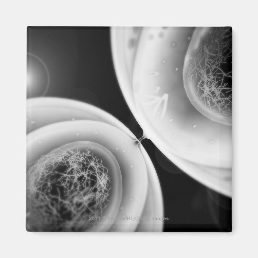 セル分割を見る マグネット (正面)