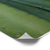 セレウス縞 ポスター (角)