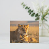 セレゲティ・タンザニアのライオネスとカブ ポストカード (スタンド正面)