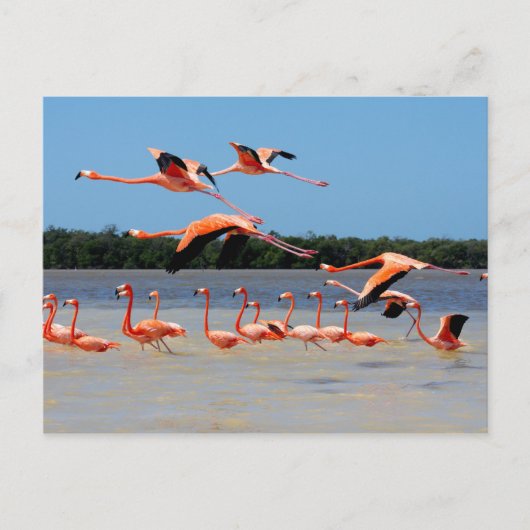 セレスタン生物圏保護区 ポストカード (正面)