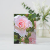 セレッソ ポストカード (スタンド正面)