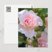 セレッソ ポストカード (正面/裏面)